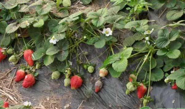 草莓种植技术：如何预防草莓栽培过程中的烂果现象