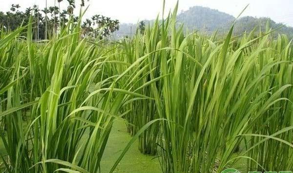 田里走出致富路：茭白种植技术