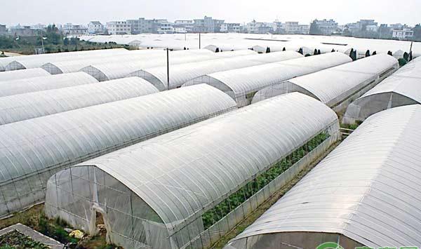 大棚蔬菜的抗冻防病措施