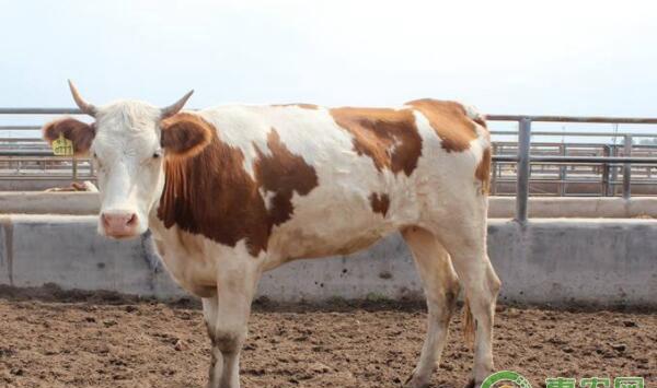 怀孕母牛安全过冬