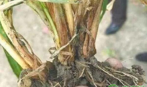 小麦有哪些常见病虫害？小麦常见病虫害及其防治措施