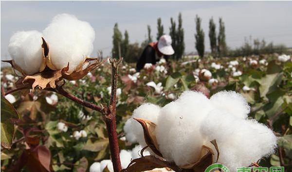 浅谈棉花抗逆高效栽培技术的研究与应用