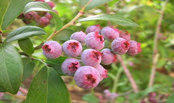 兔眼蓝莓高效种植技术