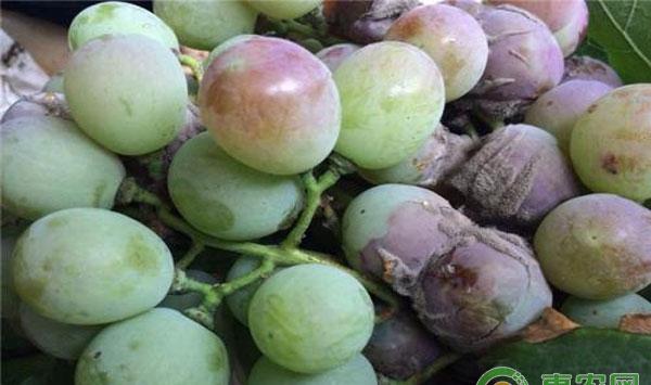 白腐病防治技术