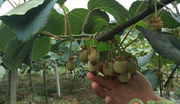 12月猕猴桃防治