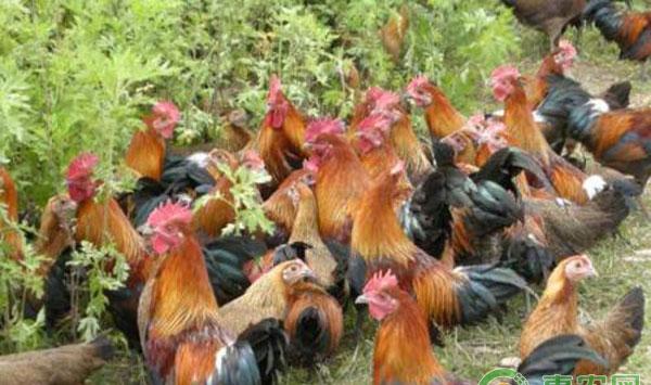 土鸡养殖