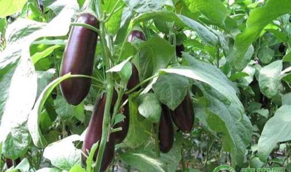 秋冬季蔬菜种植技术