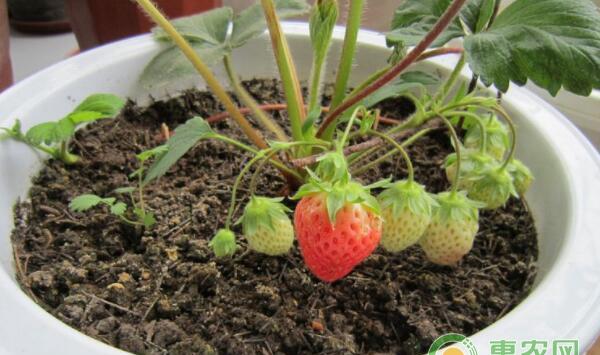 家庭盆栽草莓种植方法
