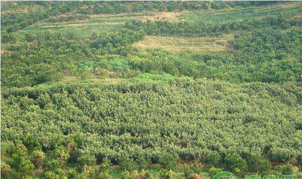 南方地区枇杷园立体间（套）作高效生产模式