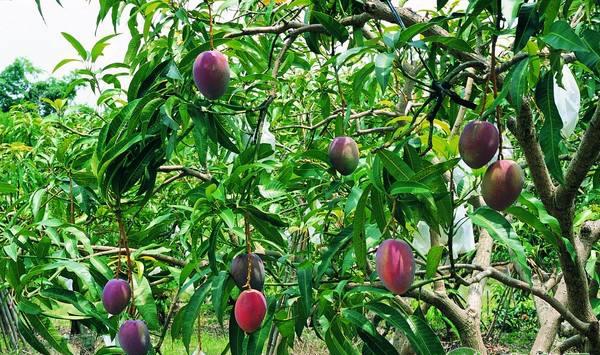 果园如何“进补”