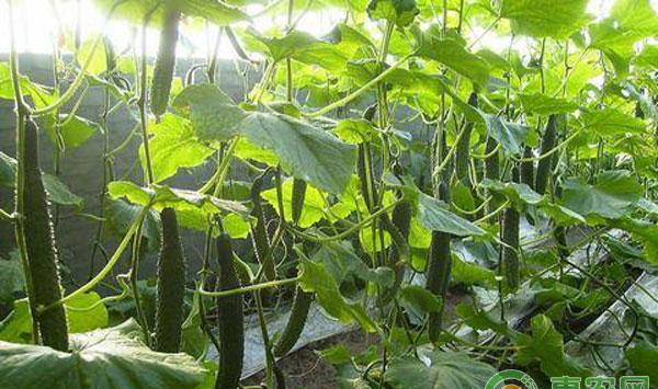 农产品施肥方法