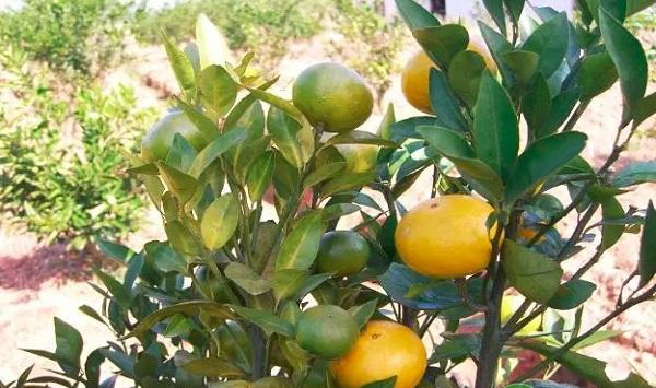 柑橘黄龙病如何识别和诊断？