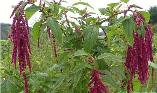 用这些喂养畜禽，成本低效益佳