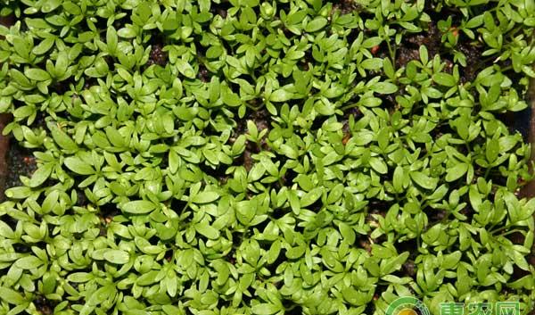 西洋菜种植技术