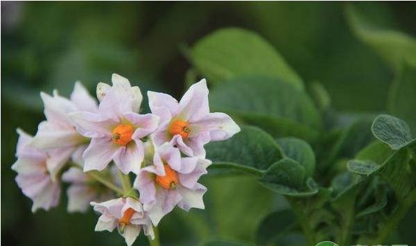 马铃薯优质高产种植技术及主要病虫害防治方法