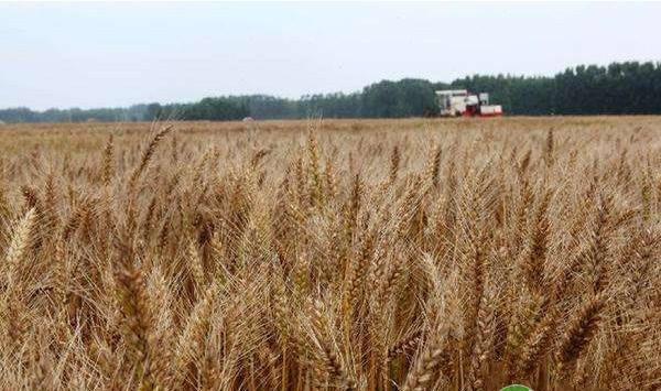 小麦的返青肥水管理应当注意哪些问题？