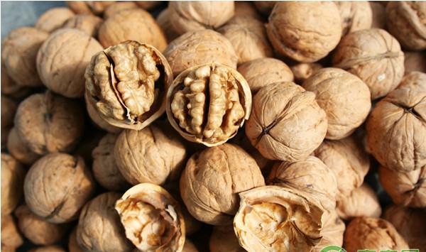 云南核桃庆丰3号高效栽培管理技术要点