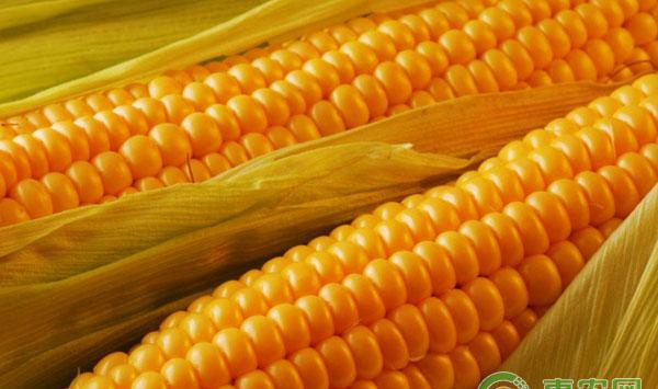 玉米施肥规律和施肥技术操作方法