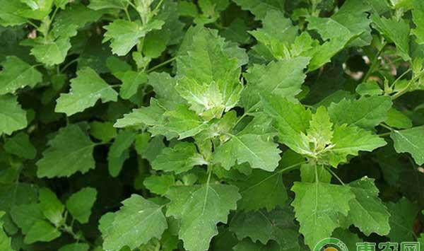 野灰菜种植技术