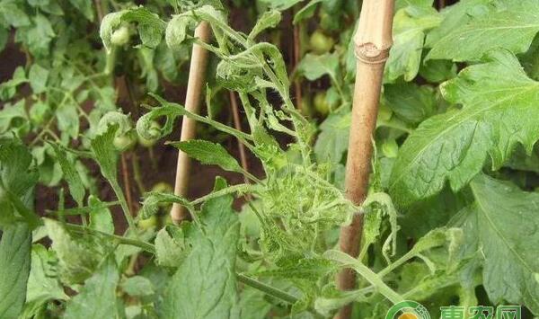 番茄卷叶防治措施
