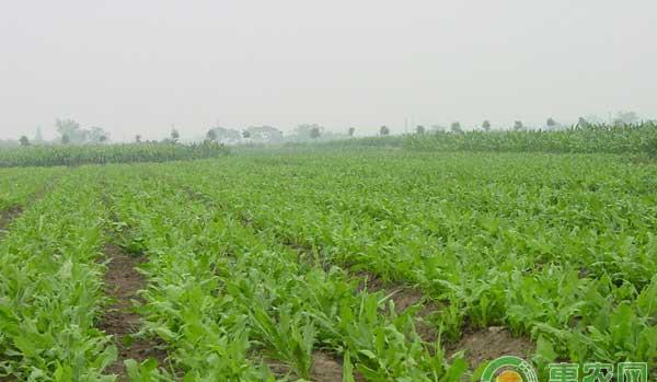 苦荬菜人工驯化栽培技术