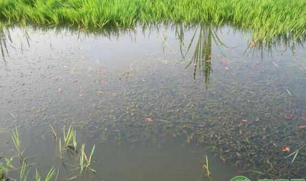 小龙虾养殖技术：养龙虾用什么肥料？