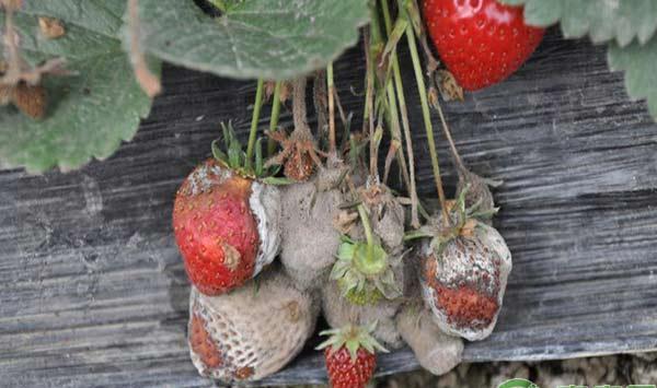 草莓种植技术：如何预防草莓栽培过程中的烂果现象