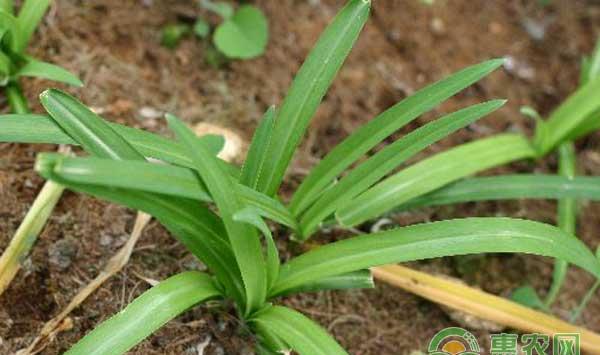 野韭菜种植技术