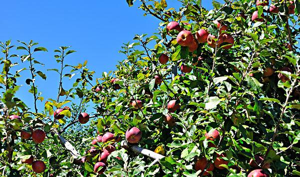 果园天牛防治方法