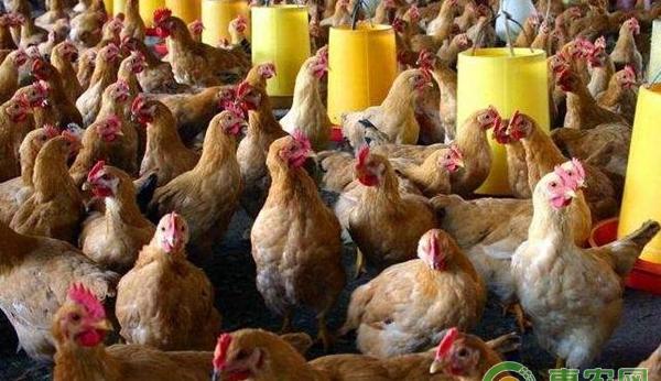 家禽养殖问题汇总