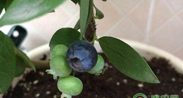 家庭蓝莓种植方法