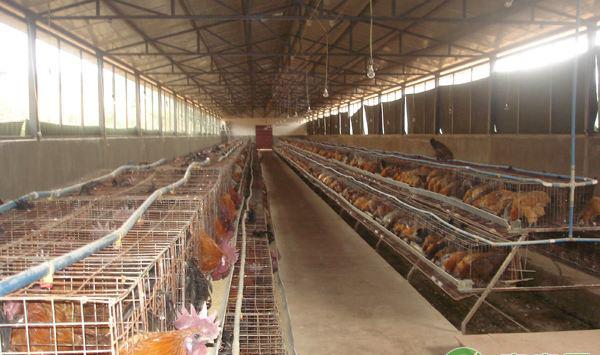 养殖舍通风方法