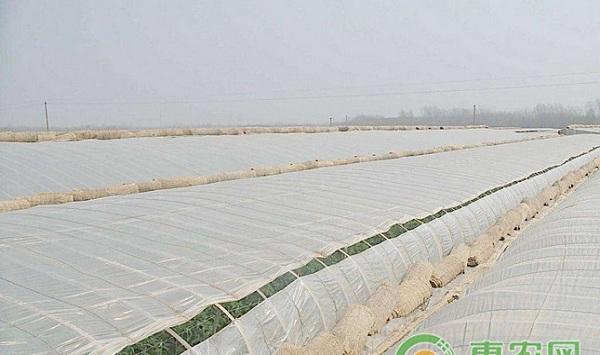 浅谈大棚蔬菜药害产生的原因及其防控措施