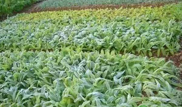 蔬菜防冻措施：做到这几点，你家蔬菜安全过冬天