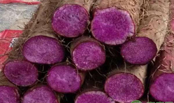 民工回乡创业年赚50万元：紫玉淮山栽培技术