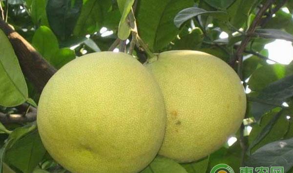 香栾种植方法及管理