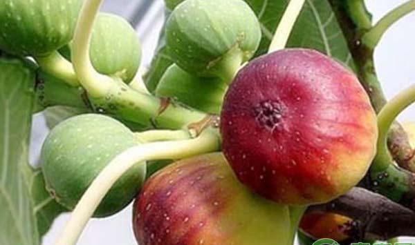 “水果皇后”原来这样种：无花果的种植技术
