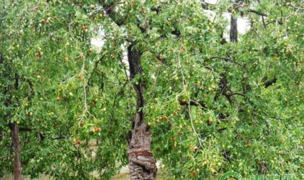 枣树种植需肥量及种植技巧详情讲解