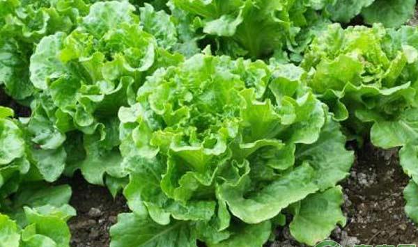 生菜栽培技术