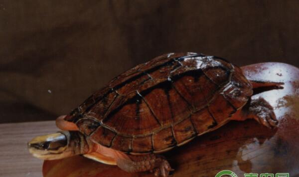 金钱龟常见疾病防治措施