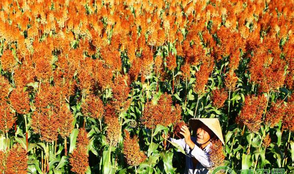 高粱种植预防病虫害的措施