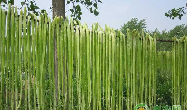 贡菜怎么种植？贡菜有机生态型无土栽培技术