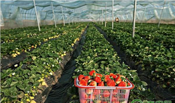 大棚草莓架式基质无土栽培技术