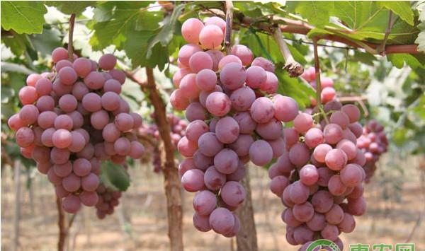 葡萄各阶段的施肥方案