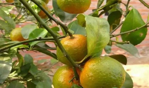 柑橘黄龙病如何识别和诊断？