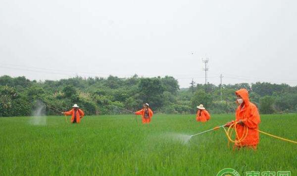 正确施用杀虫剂