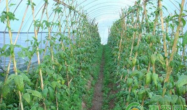浅谈大棚蔬菜药害产生的原因及其防控措施