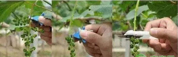 葡萄花穗全套整形技术要点