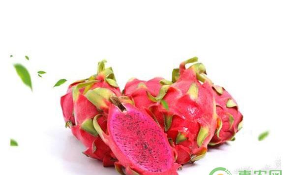 火龙果种植技术