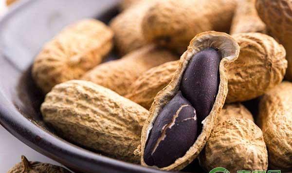 黑花生如何种植？黑花生高产种植管理技术